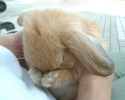 sad-bunny