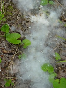 cottonwood-seeds